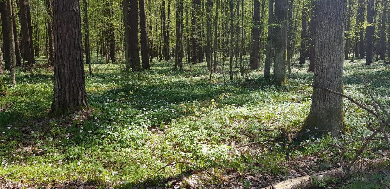 Zdalnie Z Lasu - Siedlisko W Puszczy Bialowieskiej Narewka Exterior foto
